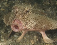 Batfish close-up, West Palm Beach, Florida Fine Art Print