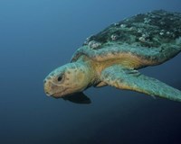 Loggerhead Sea Turtle off the coast of North Carolina Fine Art Print