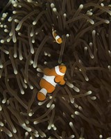 Pair of Anemonefish, Manado, Indonesia Fine Art Print