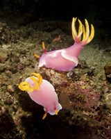 Pair of pink Nudibranchs, Lembeh Strait, Indonesia Fine Art Print