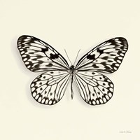 Butterfly V Fine Art Print