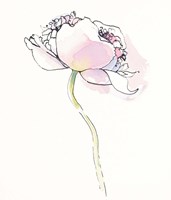 Single Pink Somniferums I on White Fine Art Print