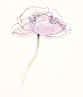 Single Pink Somniferums II on White Framed Print