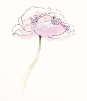 Single Pink Somniferums II on White Fine Art Print