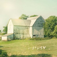 Farm Morning III Square Framed Print