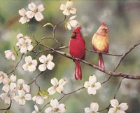 Cardinals Fine Art Print