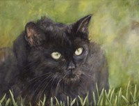 Black Cat Fine Art Print