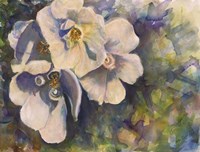 Knockout Roses Fine Art Print