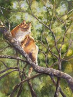 Tiger Fine Art Print