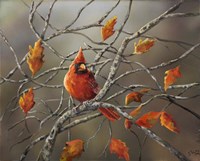 Fall Cardinal Fine Art Print