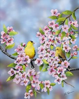 Finches In Cherry Tree Fine Art Print
