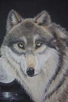 Moonlight Wolf Fine Art Print