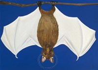 Bat Fine Art Print