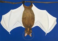 Bat Framed Print
