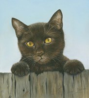 Black Kitten Fine Art Print