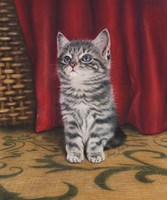 Grey Kitten And Red Curtain Fine Art Print