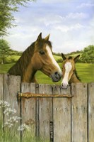 Mother And Foal Fine Art Print