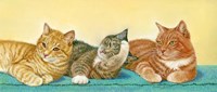Tabbies Fine Art Print