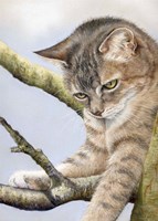 Tabby In Tree Fine Art Print