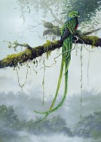 Resplendent Quetzal Fine Art Print