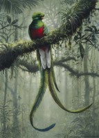 Resplendent Quetzal 2 Fine Art Print