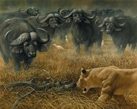 Lioness And Cape Buffalos Fine Art Print