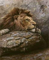 Lion Male 2 Fine Art Print