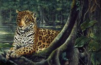 Jaguar By The River Fine Art Print