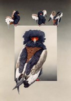 Bateleur ( African Eagle ) Fine Art Print