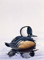 Hooded Merganser Fine Art Print