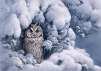 Long-Eared Owl Fine Art Print