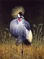 Crowned Crane Fine Art Print