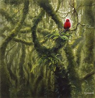 Vermilion Flycatcher Fine Art Print