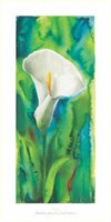 Calla Fine Art Print
