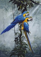 Blue And Yellow Macaws 2 Fine Art Print