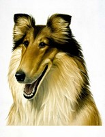 Smiling Colli Fine Art Print