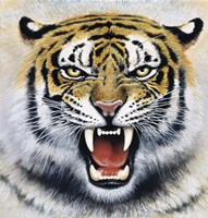 Tiger Fine Art Print