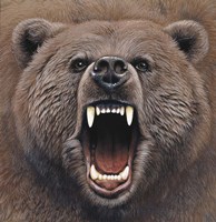 Bear 2 Fine Art Print