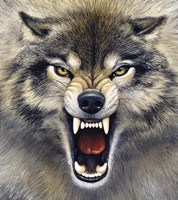 Wolf Fine Art Print