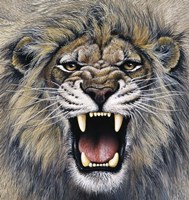 Lion Fine Art Print