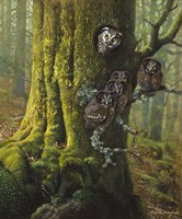 Tengmalms Owls Fine Art Print