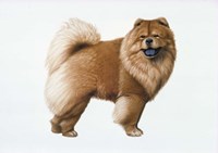Chow Chow Fine Art Print