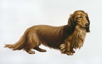Dachsund Fine Art Print