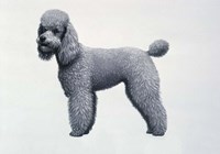 Poodle Fine Art Print