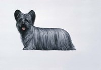 Sky Terrier Fine Art Print