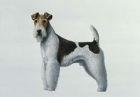 Fox Terrier Fine Art Print