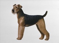 Airdale Terrier Fine Art Print