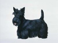 Scottish Terrier Fine Art Print