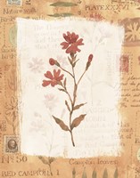 Flower Fine Art Print