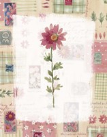 Michaelmas Daisy Fine Art Print